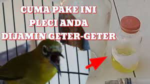 Suara pleci betina untuk memancing emosi pleci jantan agar buka paruh. Cara Mengatasi Pleci Ngembung Dengan Cara Alami Menggunakan Buah Mengkudu Pace Youtube