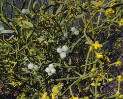 Image result for Viscum shirense
