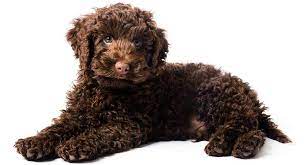 Check spelling or type a new query. Available Merle Australian Labradoodle And Mini Aussiedoodle Puppies In Washington State Oregon Aussiedoodle Labradoodle Dogs Labradoodle Puppy Labradoodle