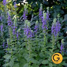 Image result for Lobelia pteropoda