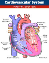 Image result for Cardiovascular Worksheets
