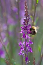 They will rarely feed on red flowers because of this. Why Do Bees Like Purple Flowers Bee Friendly Gardening