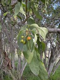 Image result for Cordia mukuensis