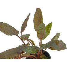 The grower only needs a portion of root with a notes: Cryptocoryne Wendtii Tropica