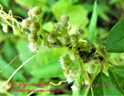 Image result for Cuscuta hyalina