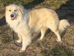 Black And Tan Australian Shepherd English Shepherd Cimarron English Shepherd English Shepherd Beautiful Dogs Black German Shepherd