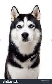 Black And White Siberian Husky With Blue Eyes Very Serious Black And White Husky With Blue Eyes Very Funny Dog Studio Photo Dog Poker Face White Husky Husky Husky With Blue Eyes