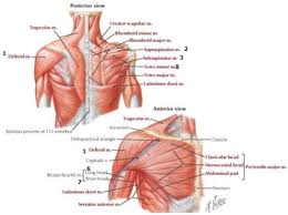 Anterior And Posterior Aspects Of The Chest Back And Shoulder Netter Scapula Anatomy Deltoids