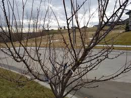 It is your mini orchard! Your Best Multi Graft Tree General Fruit Growing Growing Fruit