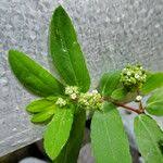 Image result for Euphorbia hyssopifolia