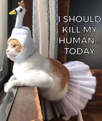 Ownership Problem Cute Funny Animals Funny Animals Funny Cats