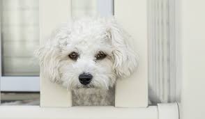 Maybe you would like to learn more about one of these? What To Do When Your House Smells Like Dog My Dog S Name