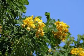 Image result for Fabaceae subfamily Caesalpinioideae