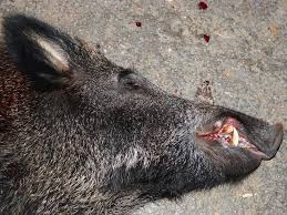 What Is 'Pig Dogging'? - PETA Australia