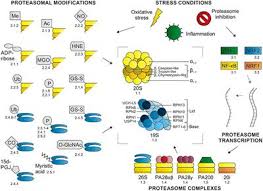 Proteasomes are protein complexes which degrade unneeded or damaged proteins by proteolysis, a chemical reaction that breaks peptide bonds. Frontiers Regulation Of Proteasome Activity By Post Transcriptional Mechanisms Molecular Biosciences