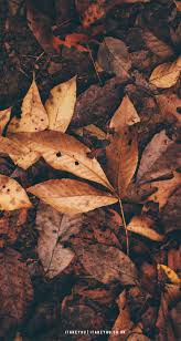 See more ideas about brown aesthetic, beige aesthetic, aesthetic. 10 Aesthetic Brown Wallpapers Brown Leaves I Take You Wedding Readings Wedding Ideas Wedding Dresses Wedding Theme
