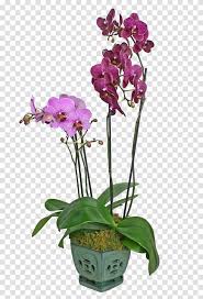 High school, college/university, master's or phd, and we will assign you a writer who can satisfactorily meet your professor's expectations. Clip Art Flower Stems Plant Blossom Petal Transparent Png Pngset Com