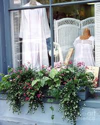 Charleston sc window boxes 2014. Charleston Window Boxes Charleston Flowers Window Box And Lingerie Shop Photograph By Kathy Fornal