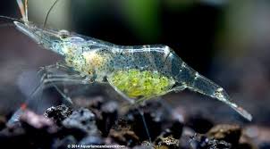 Ghost Shrimp Care Food Lifespan Habitat And Videos Petfish Ghost Shrimp Pet Fish Betta Fish Tank