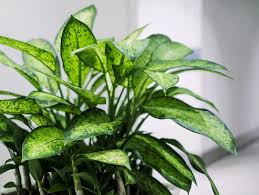 15 Houseplants That Can Remove Toxins In Your Home Dieffenbachia Houseplant House Plant Care Plant Care Houseplant