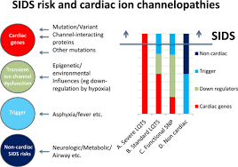 Sudden Infant Death Circulation Arrhythmia And