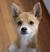 Black And Tan Shiba Inu Chihuahua Mix
