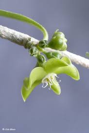 Image result for Cibirhiza