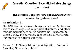 Viral genomes contain either dna or rna. Essential Question How Did Whales Change Over Time Ppt Download