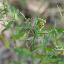 Image result for Crotalaria lanceolata