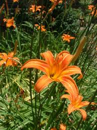 Native to mexico, the plush plant has ovate green leaves with pink tinges to the edges. Guide To Roadside Flowers Being Good At Being Poor