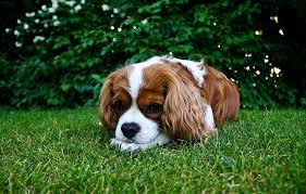 Check spelling or type a new query. Cavalier Corral Cavalier King Charles Spaniels Akc Breeder