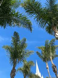 Image result for Syagrus