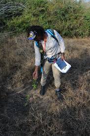 Image result for Triainolepis africana