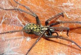 Most fishing spiders are light brown or grey and have parallel white markings running along their backs. Spider Bites How Dangerous Are They