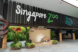 11 Reasons Why Singapore Zoo Is One Of The Best Zoos In The World
