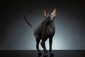 To your right we have darky. 6 Things You Didn T Know About Sphynx Cats The Catington Post