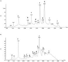Image result for Sorindeia juglandifolia