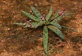 Image result for Ledebouria Unidentified sp. no5.