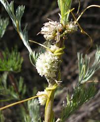 Image result for Cuscuta approximata