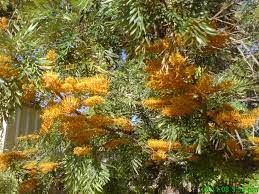 Sadly, this one has to go. Grevillea Robusta Silky Oak Gardening With Angus