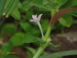 Image result for Spermacoce deserti