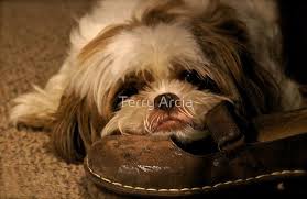 I Miss You When You Re Gone Photographic Print By Terry Arcia