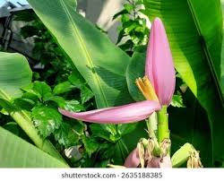 Image result for Musa ornata