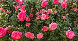 If a containerised rose dries out, the water will not be taken to the roots but will flow around the outside of the plant. How To Plant And Care For Bare Root Roses Gardener S Path