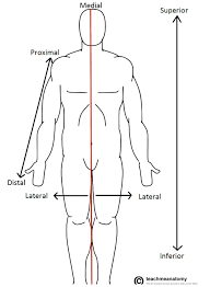The muscles labelled in the anterior muscles diagram shown above are listed in bold in the following table a muscle of the hip originating on the lateral surface of the ileum and inserted in the greater trochanter of the femur. Anatomical Terms Of Location Anterior Posterior Teachmeanatomy