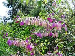 Image result for Brillantaisia madagascariensis