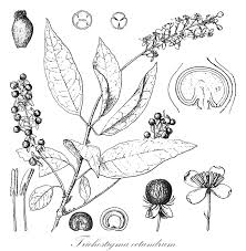 Image result for Petiveriaceae