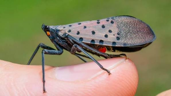 Spotted Lanternfly in Home Gardens | University of Maryland Extension