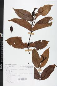 Image result for Oxyanthus speciosus