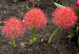 Image result for Scadoxus multiflorus